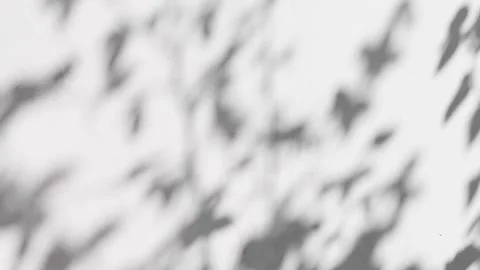 Shadow from tree branches with leaves on a concrete wall. Stock Footage 194232949