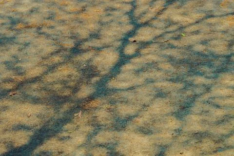 The shadow of the tree branches that ?no leaves in the summer of Thailand on  Stock Photos