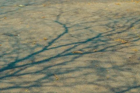 The shadow of the tree branches that ?no leaves in the summer of Thailand on  Stock Photos