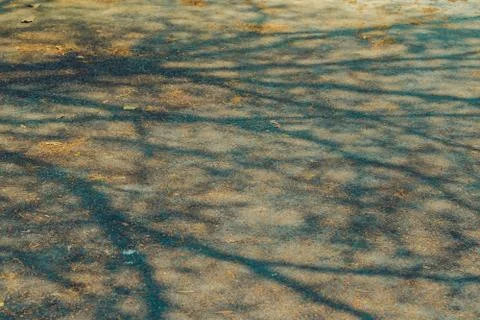 The shadow of the tree branches that ?no leaves in the summer of Thailand on  Stock Photos