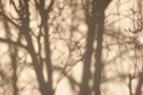 Shadow of tree branches on a wall in winter Stock Photos