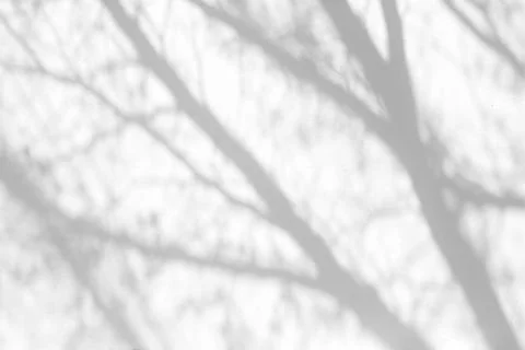Shadow of Tree Branches on White Cool Concrete Wall Background. Foto stock