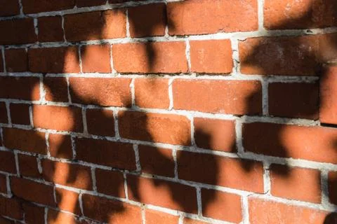 Shadow of tree on brick wall in under exposure style Stock Photos