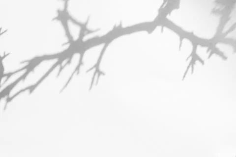 Shadow of the tree brunches on a white wall Stock Photos