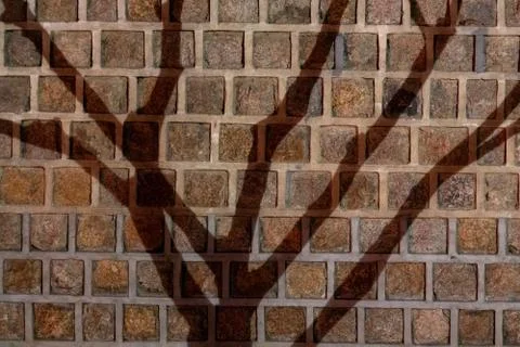 Shadow of a tree cast on a wall at night Stock Photos