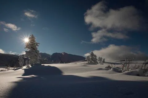 A shadow of a tree is casted over snow Stock Photos