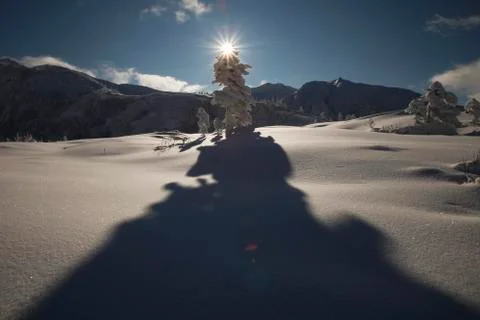 A shadow of a tree is casted over snow Stock Photos
