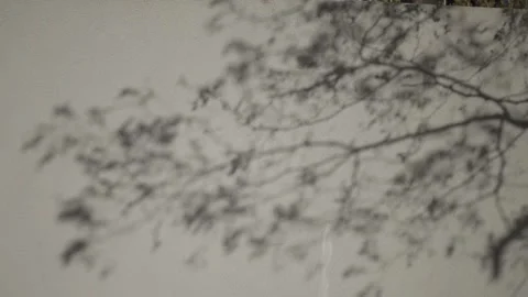 The Shadow of a Tree Casted on a White Wall Stock Footage 300475653