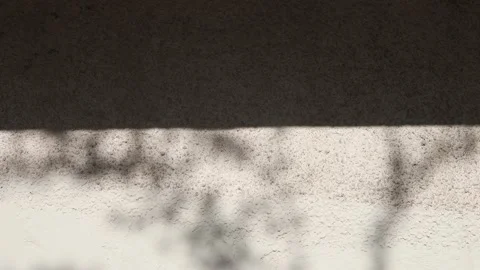 Shadow of a tree on a concrete wall Video stock 177949368