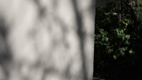 Shadow of a tree on a concrete wall Video stock 177966231