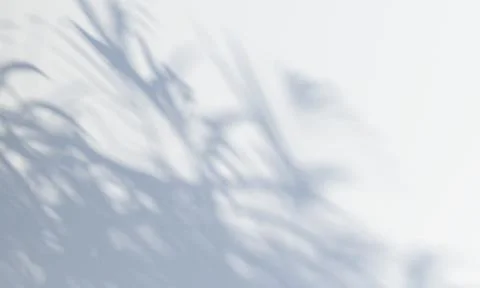 Shadow from a tree falling on a white wall. 3d rendering Stock Photos