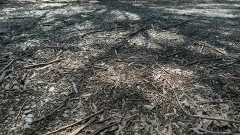 Shadow of tree on floor Stock Footage 260369834