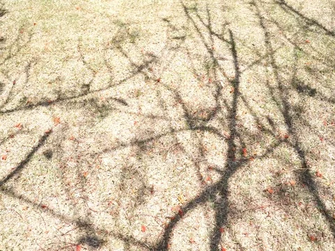 Shadow of tree Video stock 105023660