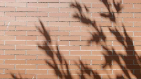Shadow of a tree Stock Footage 143778684