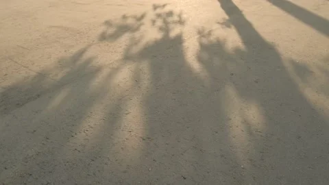 The shadow of a tree Stock Footage 155077891