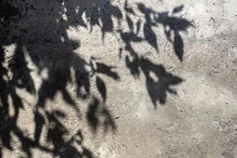 Shadow of tree on gray concrete wall. Foto stock