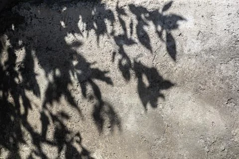 Shadow of tree on gray concrete wall. Stock Photos
