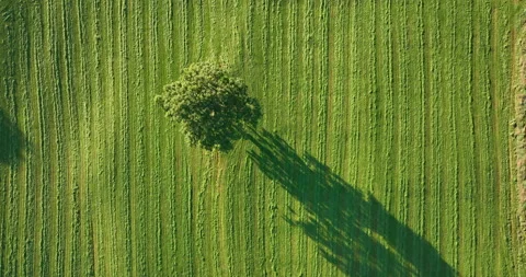 Shadow of a tree on a green field Stock Footage 220169560