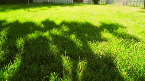 Shadow from tree on green grass, smooth movement of camera over lawn grass Stock Footage 282349255
