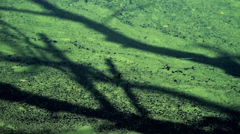 Shadow of a Tree on a Green Pond Surface Video stock 40203485