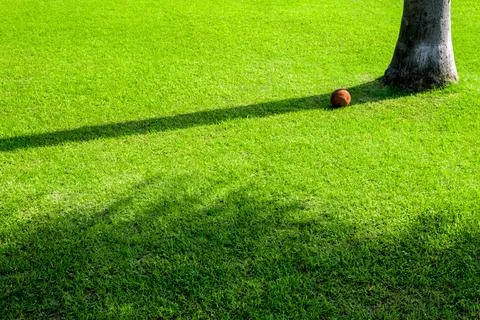 Shadow of tree on greenlawn Stock Photos
