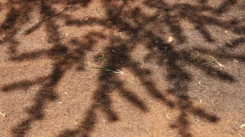 Shadow of a tree on the ground Stock Footage 188915616