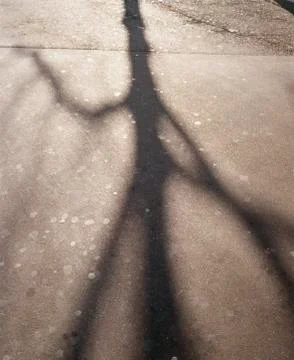 Shadow of tree on ground Foto stock