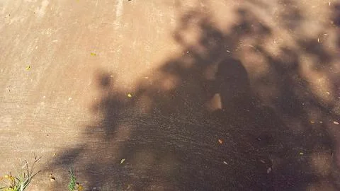 Shadow of a Tree on Ground Stock Photos