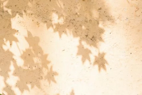 The shadow of the tree leaves on the old beige wall. Stock Photos