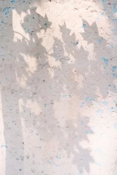 The shadow of the tree leaves on the old beige wall. Stock-Fotos