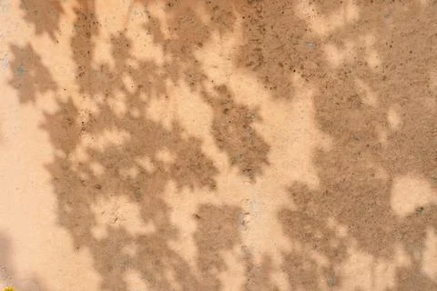 The shadow of the tree leaves on the old beige wall. Stock Photos