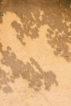 The shadow of the tree leaves on the old beige wall. Stock Photos