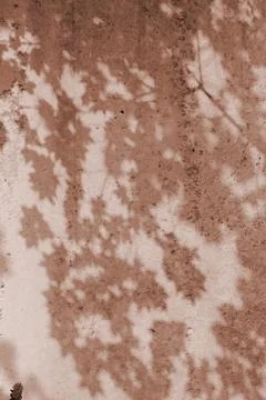The shadow of the tree leaves on the old beige wall. Stock Photos