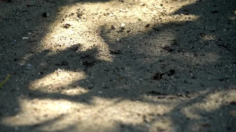 Shadow of a tree leaves on rural floor Stock Footage 248058189