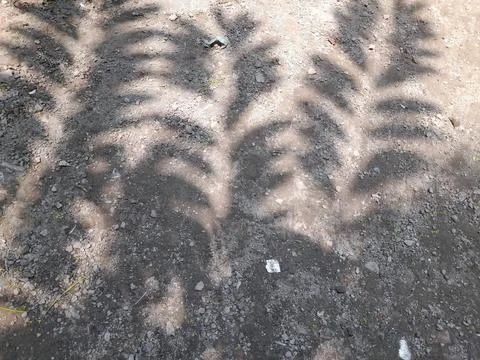 Shadow of tree leaves on the soil floor. Abstract Natural background Stockfoto's