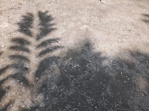 Shadow of tree leaves on the soil floor. Rule of thirds. Stockfoto's
