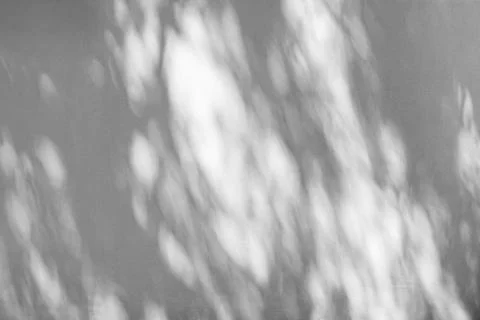 Shadow of tree leaves sway in the wind on white wall background Stock Photos