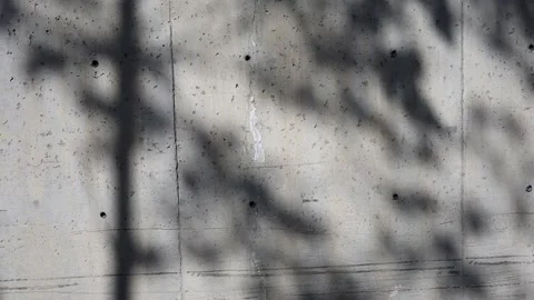 Shadow of the tree leaves   on the wall Stock Footage 170063327