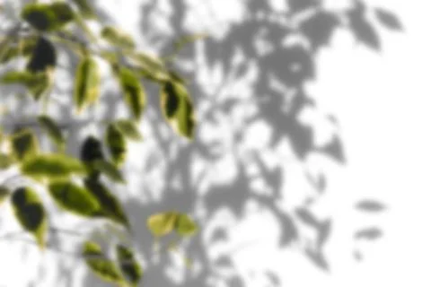 Shadow tree with leaves on a white background. Stock Photos