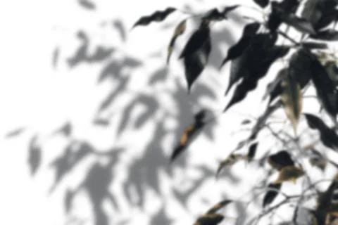 Shadow tree with leaves on a white background. Stock-Fotos