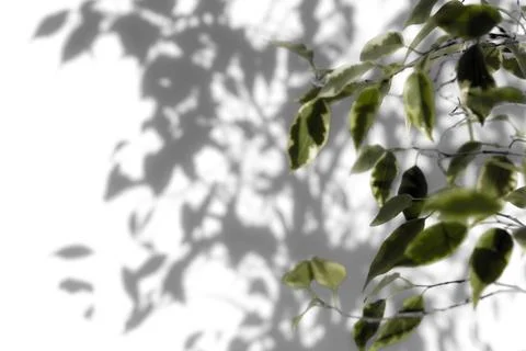 Shadow tree with leaves on a white background. 스톡 사진