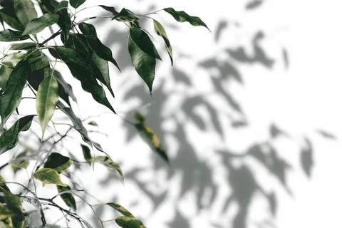 Shadow tree with leaves on a white background. 写真素材