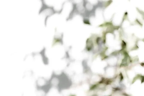 Shadow tree with leaves on a white background. Stock Photos