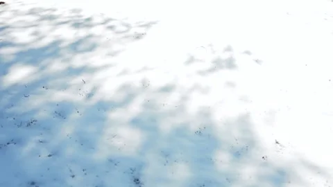 The shadow of tree leaves in white snow during the winter. Video stock 303100253