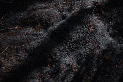 Shadow of Tree on Moss in Dark Forest Stock Photos