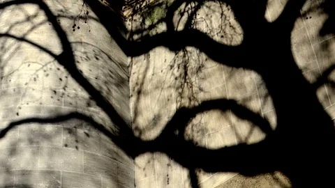 Shadow of a tree moving along a wall. Time Lapse Stock Footage 112754175