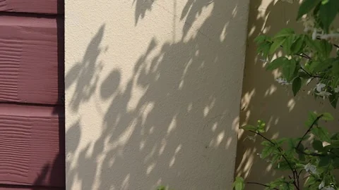 Shadow of tree is moving in the morning sun shines on wall Stock Footage 149119004