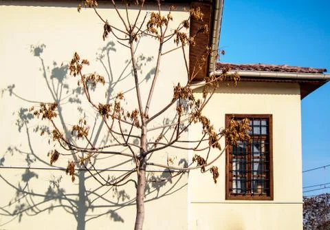 The shadow of tree over the wall of the house. Stock Photos