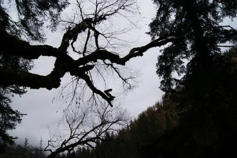 The Shadow of the Tree Stock Photos