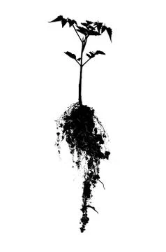 Shadow of the tree . Stock Photos